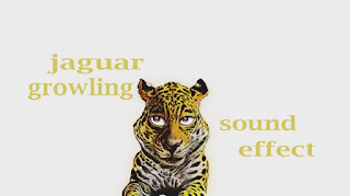 learn animal jaguar sounds