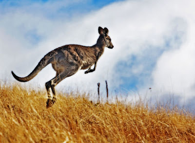kangaroo pictures to print