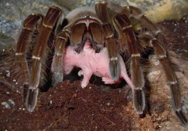 Esta aranha vive nas florestas tropicais úmidas da Amazônia, sendo encontrada geralmente em áreas pantanosas ou alagadiças, onde cava grandes tocas, dentro das quais pode pode se situar a vida inteira.