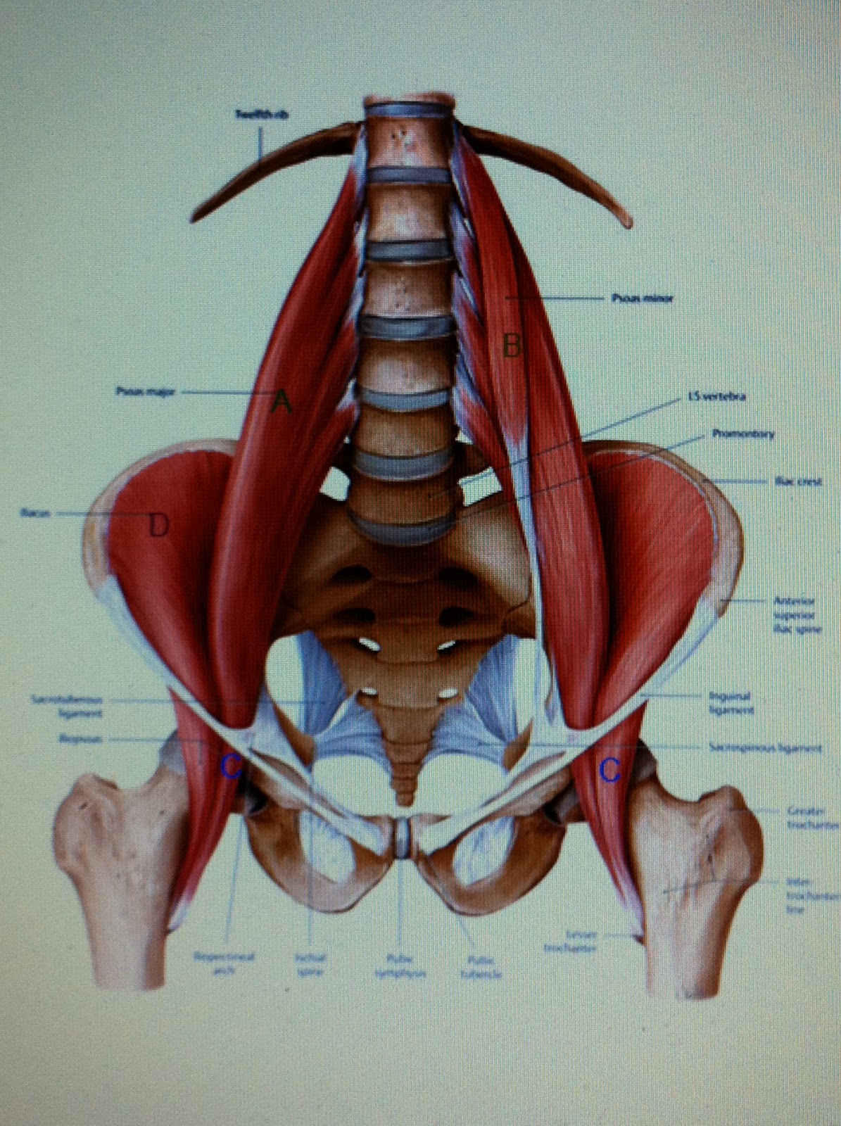 Fit Image Personal Training Studio: 3 Headed Monster Cure ...