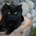 RESCUERS ARE LEFT SPEECHLESS WHEN A BLACK CAT GIVES BIRTH TO 7 MYSTERIOUS KITTENS
