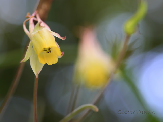 Aquilegia buergeriana