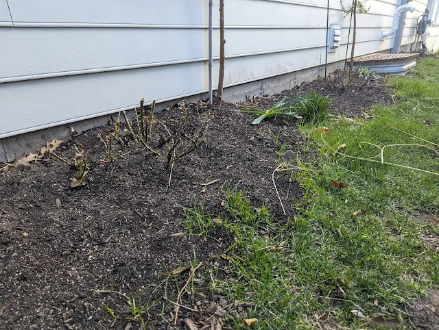 Pruning Disneyland Roses in Late Winter - Zone 6a