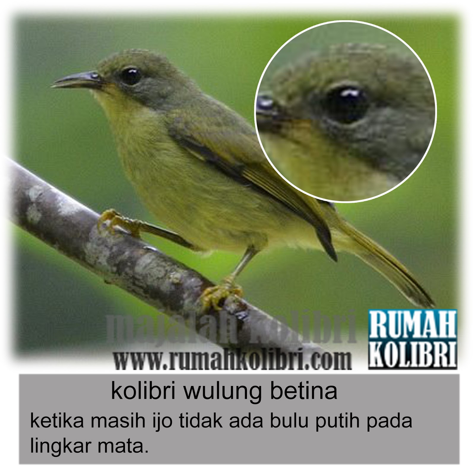 Pakan Burung Kolibri Muncang - Tentang Kolam Kandang Ternak