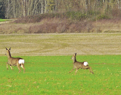 French Village Diaries France French life Walking deer