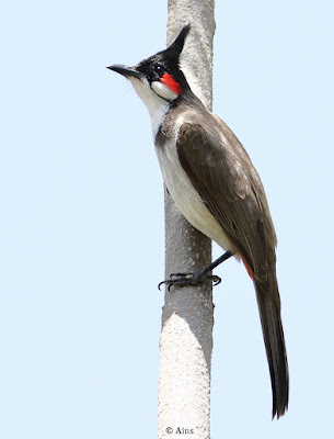 Red-whiskered Bulbul