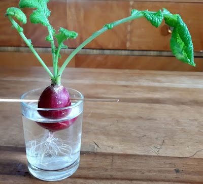 How to Grow Radishes from Scraps + STEM Activity