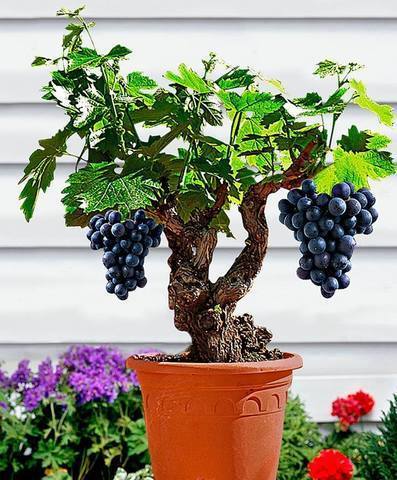 image showing small grapes tree planted in a pot