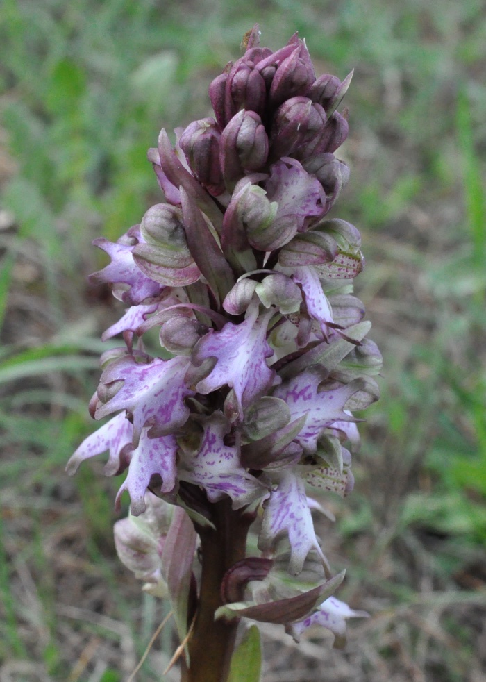 Orchis géant