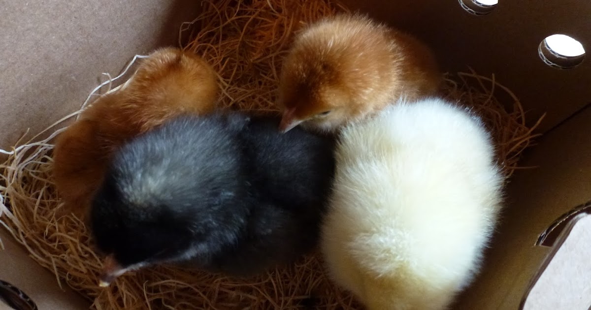 Little City Farm: New at the homestead: Part 1 Baby Chicks