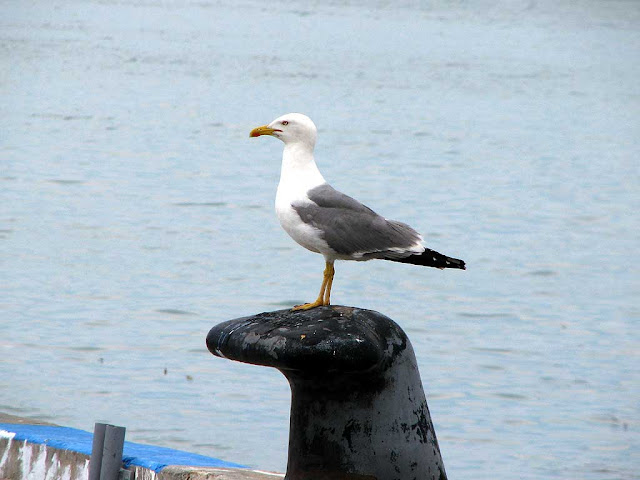 Seagull, port, harbor, Livorno