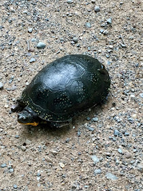 Blanding's turtle crossing road