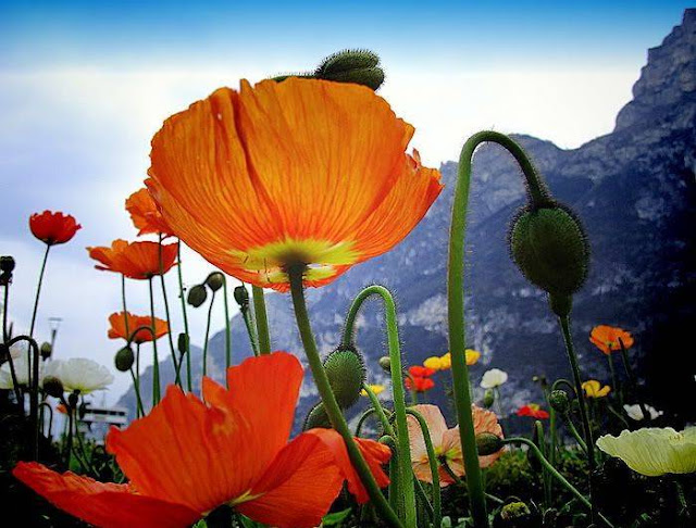 Hairy Flowers