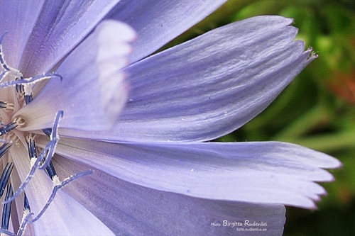 fototriss_20110619_3