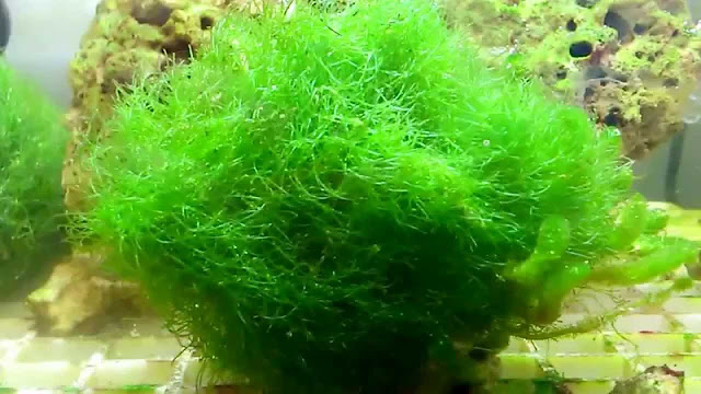 algae