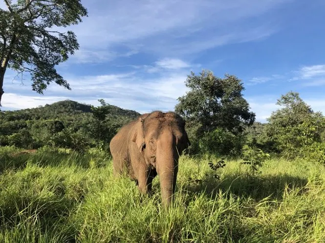Ecoparque: Las elefantas Pocha y Guillermina serán trasladadas al santuario en Brasil