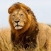 Amazing facts about the lion