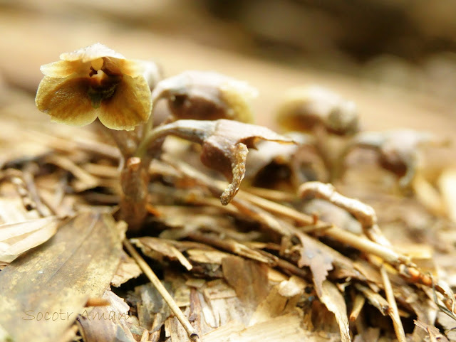 Gastrodia pubilabiata