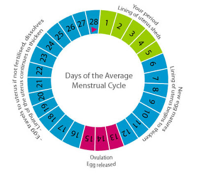Menstrual Cycle And Ovulation Period: All You Need To Know About These Terms