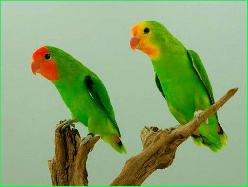 Jenis Burung Lovebird Muka Merah (Agapornis Pullaria)