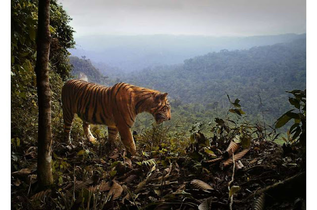 Sumatra tiger on the forest's edge. Credit: UQ/Matthew Luskin