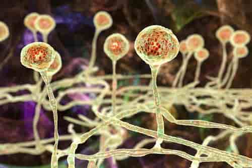 Checagem de fatos: O fungo negro ataca os intestinos e o cérebro além dos pulmões ?