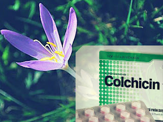 Colchicin đang được kỳ vọng chống lại được Covid-19