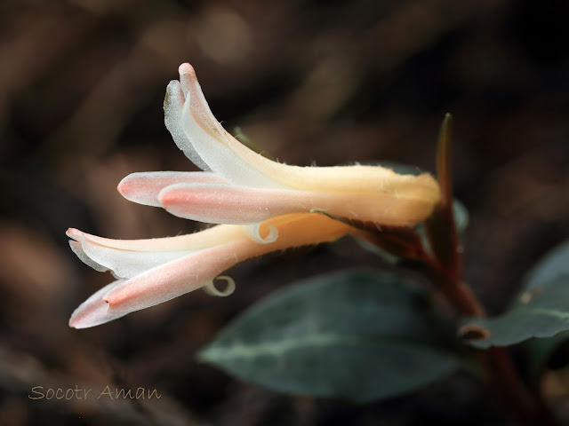 Goodyera biflora