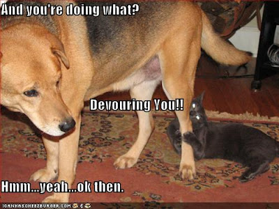 Funny animals with captions