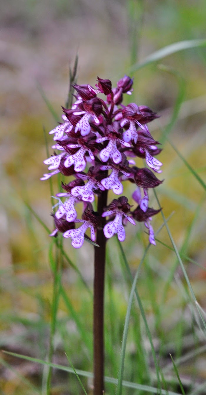 Orchis pourpre