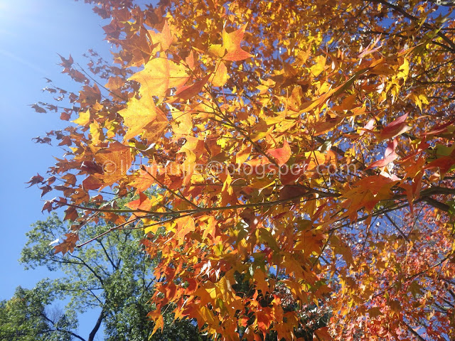 Taiwan Aowanda (奧萬大) maple season