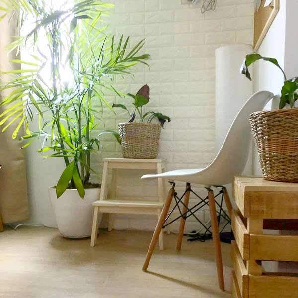 bamboo plant home decor