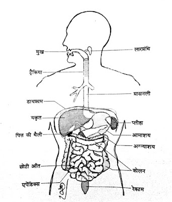 मनुष्यों का आहारनाल