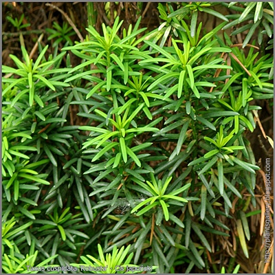 Taxus cuspidata 'Robusta' - Cis japoński 'Robusta'