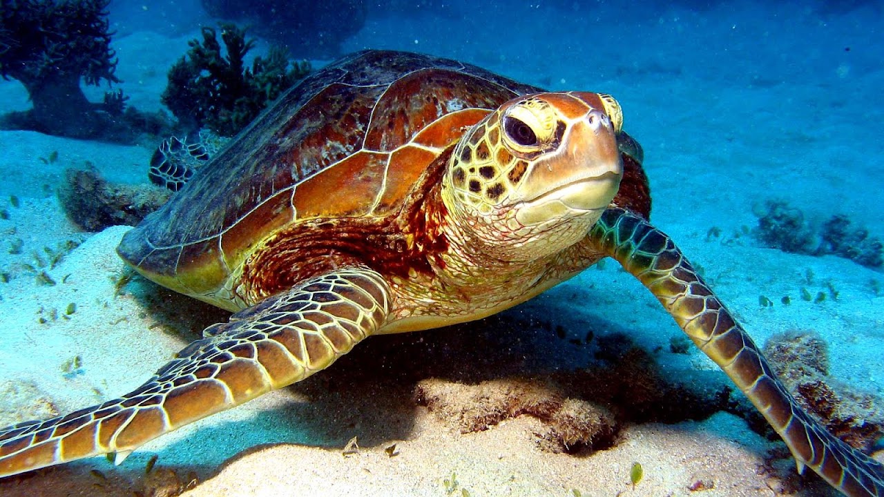 Sea Turtles Endangered Species