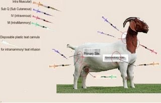 BEK2 SHOP: KENALI UBAT PENYAKIT KAMBING,,,