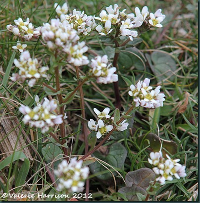 22-common-scurvygrass