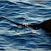Cabo San Lucas Fishing Report Dec 12 - 18, 2015