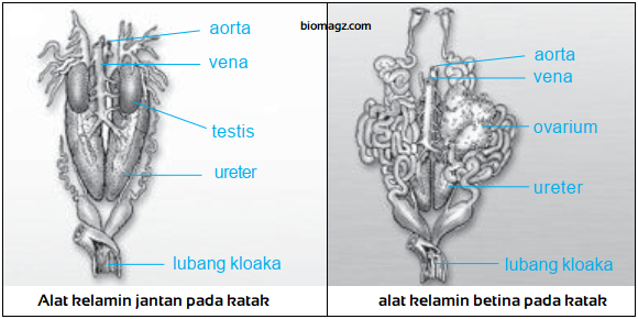 Gambar Bagian Reproduksi pada Ikan  Katak  Reptil Burung  
