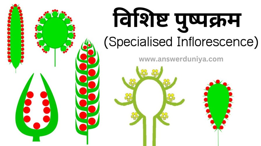 Specialised Inflorescence in hindi
