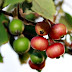 The 13 Health Benefits Of Kerson Fruit (Aratilis)