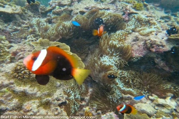 Picture of reef fish