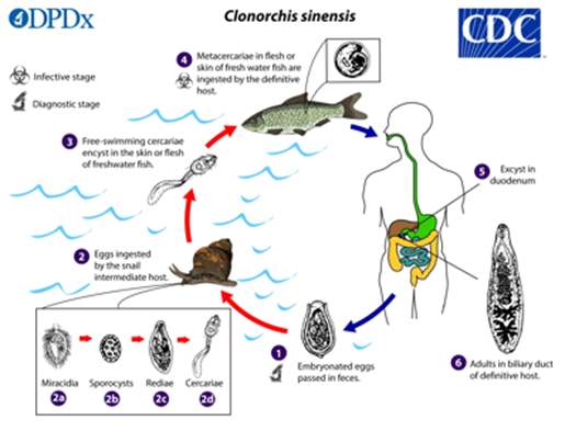 Ciclo de vida de C.sinensis.