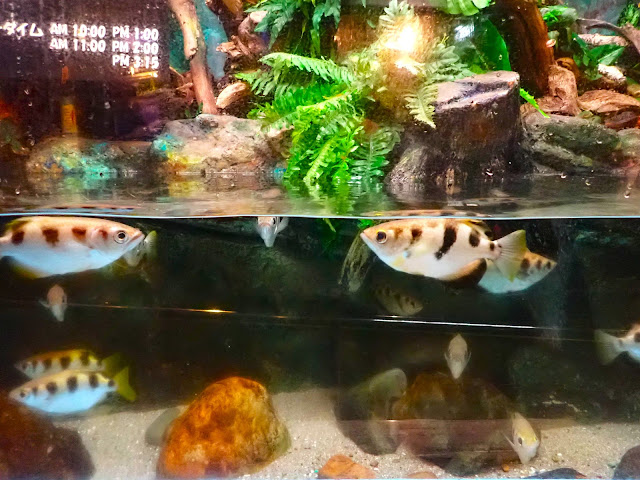鉄砲魚（Teppouuo＝射水魚）。