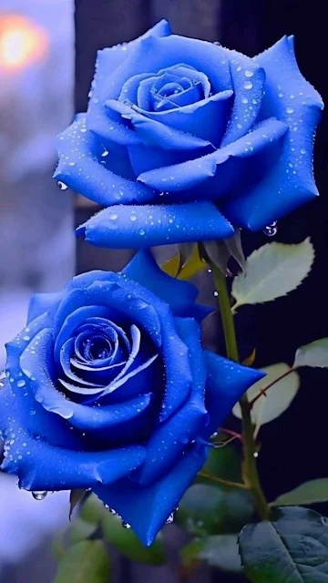 صور ورد طبيعي
