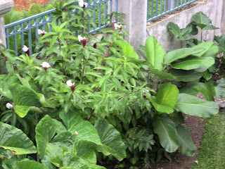 Elephant ears, Costus, Clathea lutea