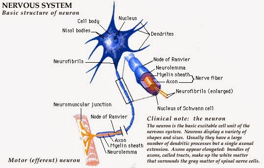 ASUHAN KEPERAWATAN LENGKAP: STRUKRTUR NEURON SEL