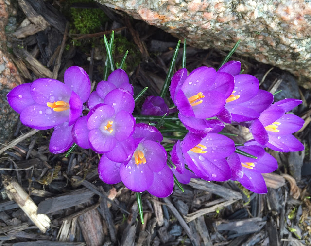 purple crocus top view