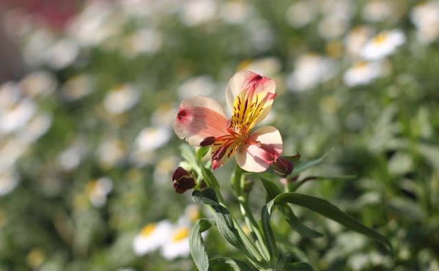 Peruvian Lily Flowers Pictures