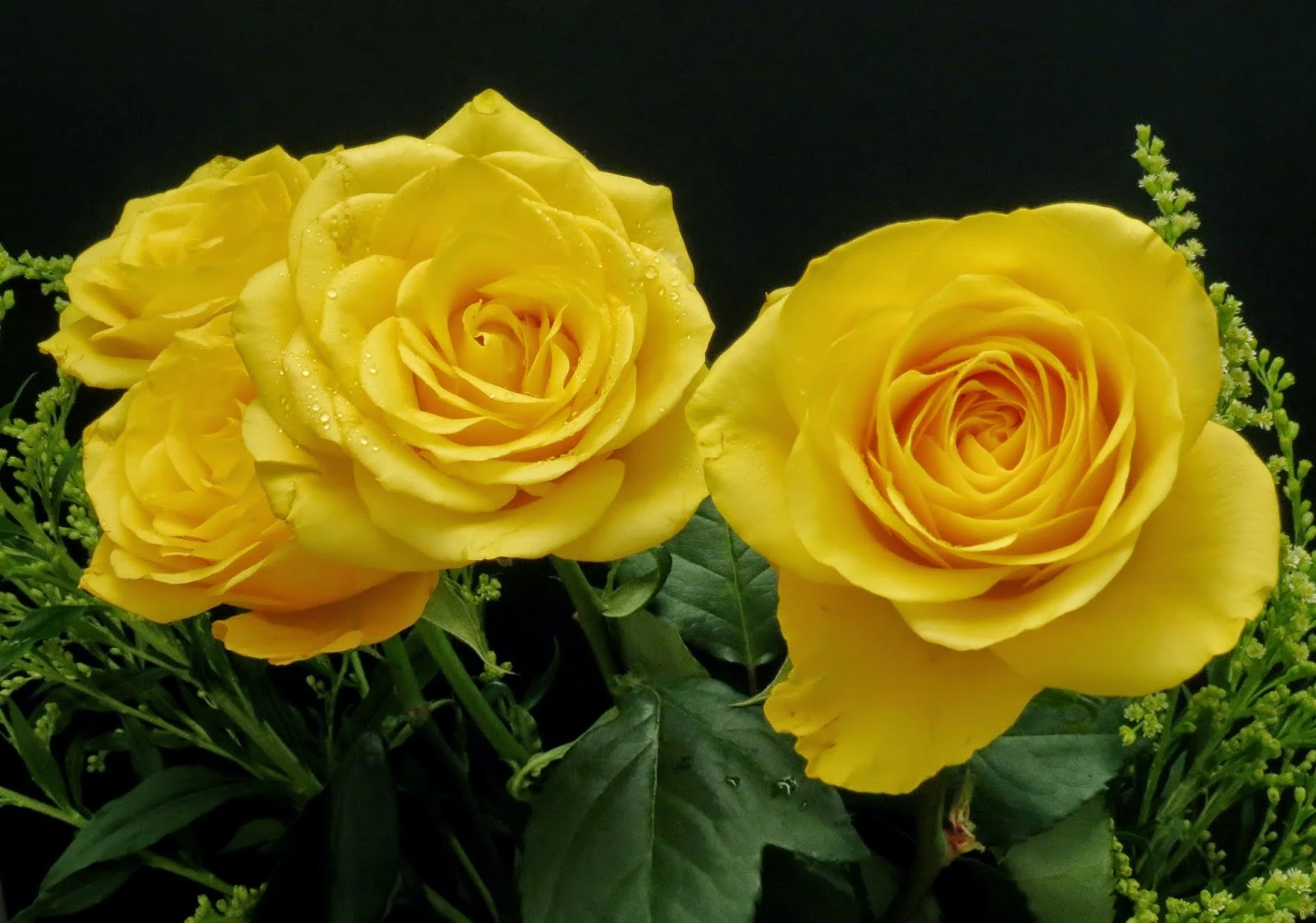 Cut Yellow Roses - Milnerton, Cape Town Photo with (non-DSLR) Canon PowerShot SX40 HS.